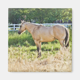 Sunlit Dappled Morning Magnet