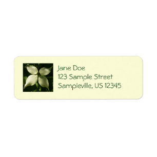 Sunlit Dogwood Blossom Spring Floral