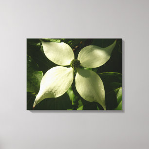 Sunlit Dogwood Blossom Spring Floral Canvas Print