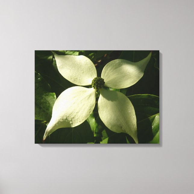 Sunlit Dogwood Blossom Spring Floral Canvas Print (Front)