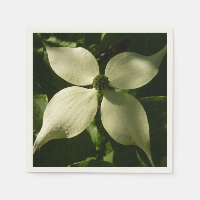 Sunlit Dogwood Blossom Spring Floral Napkin (Front)