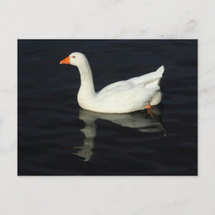 Sunlit Emden Goose Postcard