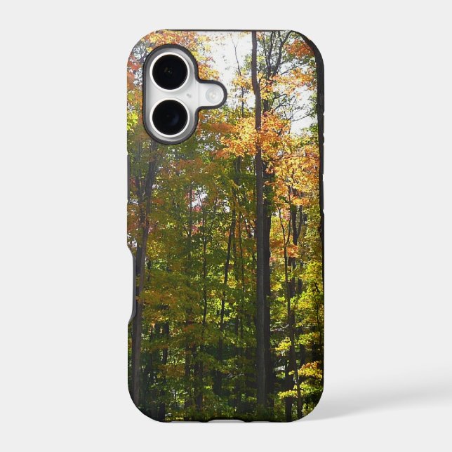 Sunlit Fall Forest Autumn Landscape (Back)