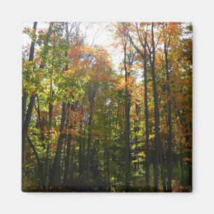 Sunlit Fall Forest Autumn Landscape Magnet