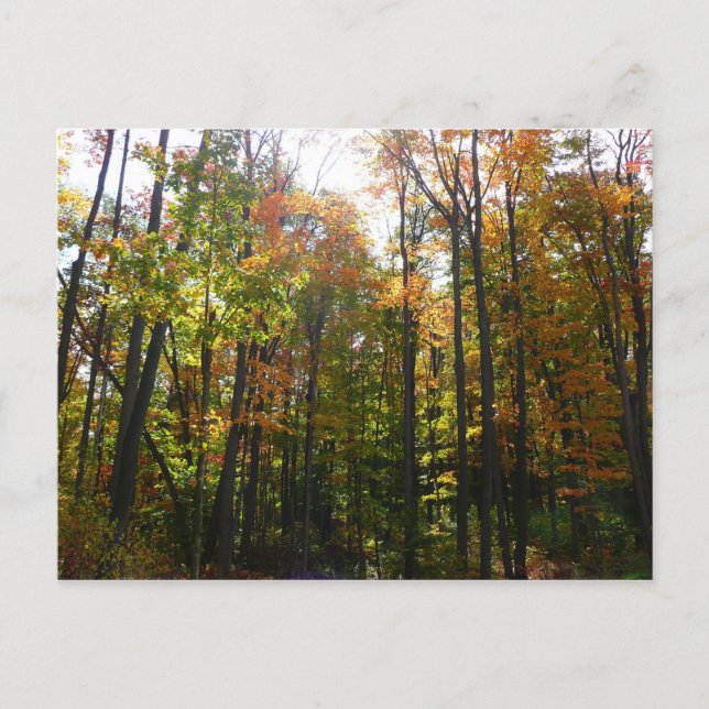 Sunlit Fall Forest Autumn Landscape Postcard (Front)