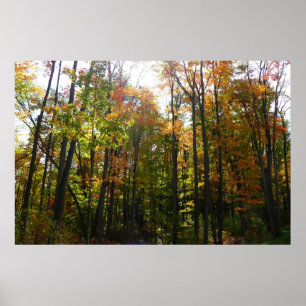 Sunlit Fall Forest Autumn Landscape Poster