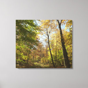 Sunlit Fall Forest II Autumn Landscape Photography Canvas Print