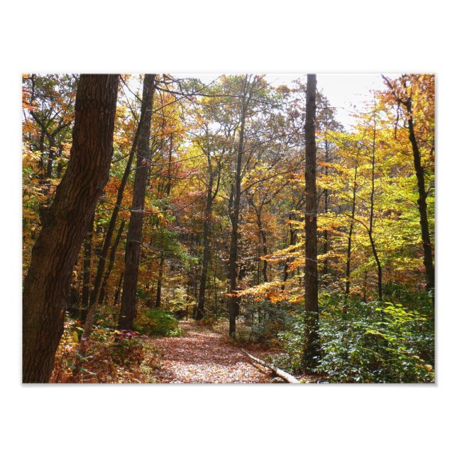 Sunlit Fall Trail in Laurel Hill State Park Photo Print (Front)