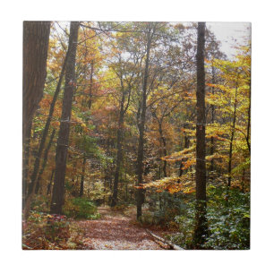 Sunlit Fall Trail in Laurel Hill State Park Tile
