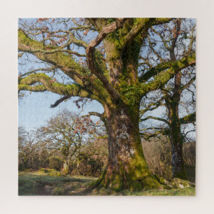 Sunlit Forest Path Leading to an Ancient Tree Jigsaw Puzzle