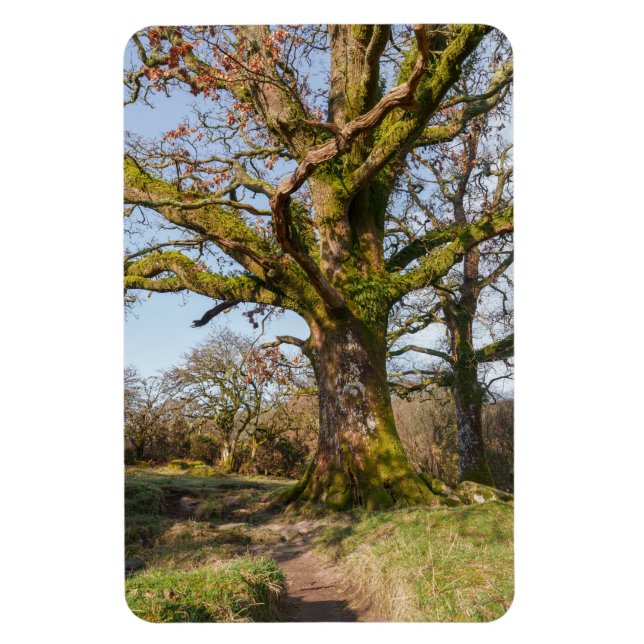 Sunlit Forest Path Leading to an Ancient Tree Magnet (Vertical)