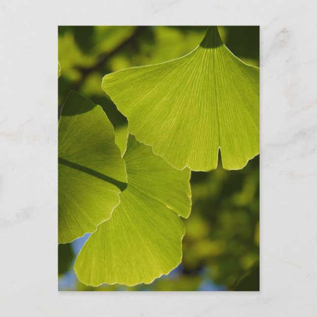 Sunlit Ginkgo Leaves Postcard (Front)