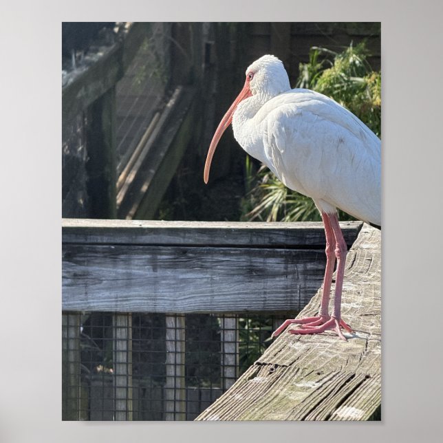 Sunlit Ibis Poster (Front)