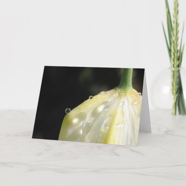 Sunlit Ivory Tulip Elegant Nature Card (Front)