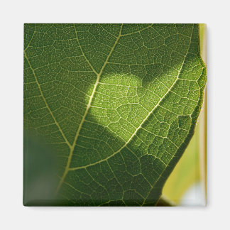 Sunlit Leaf Heart Magnet