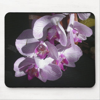 Sunlit Orchids Mouse Mat