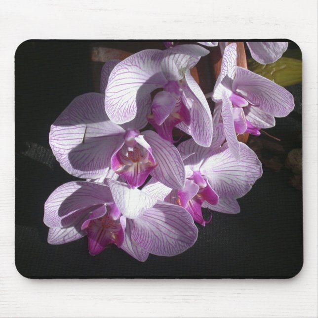 Sunlit Orchids Mouse Mat (Front)