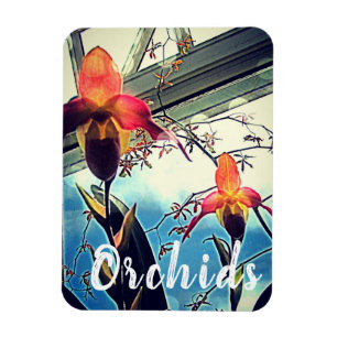 Sunlit Orchids Photo Magnet