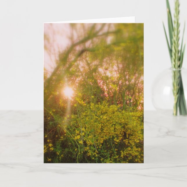 Sunlit Palo Verde Soft Glow Greeting Card (Front)