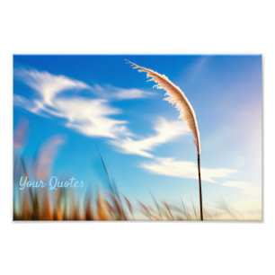 Sunlit Pampas Grass Against Deep Blue Sky Photo Print
