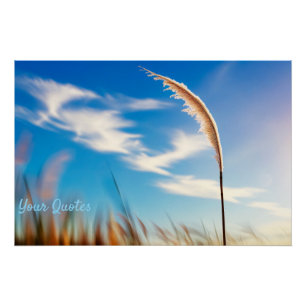 Sunlit Pampas Grass Against Deep Blue Sky Poster