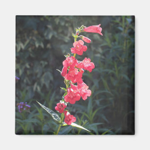 Sunlit Pink Penstemon Flower Sprig Magnet