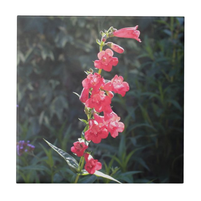 Sunlit Pink Penstemon Flower Tile (Front)