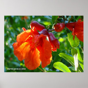 Sunlit Pomegranate Flower Poster