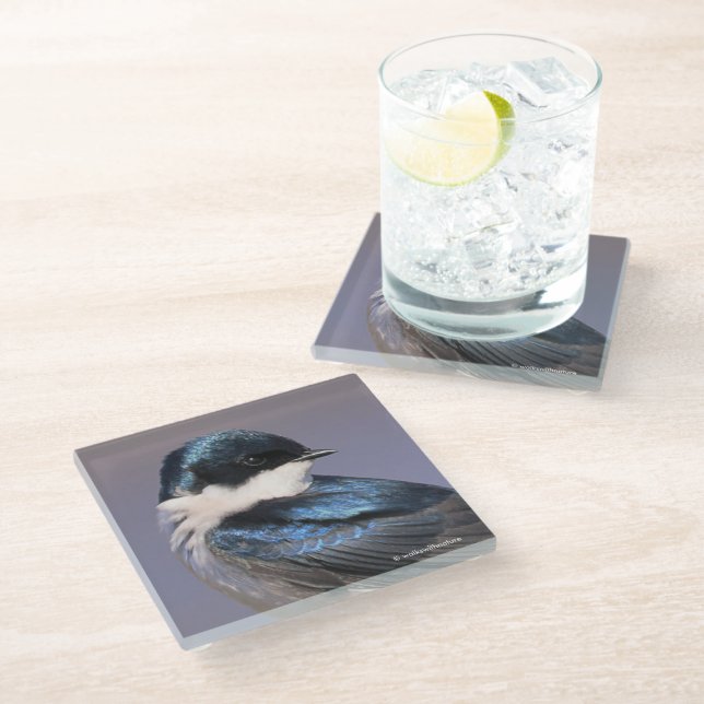 Sunlit Profile of a Tree Swallow Songbird Glass Coaster (Angled)