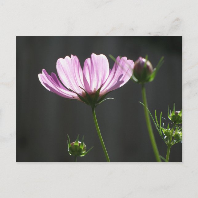 Sunlit Purple Cosmos Postcard (Front)