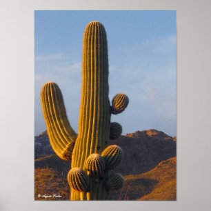 Sunlit Saguaro Cactus - Canvas Print