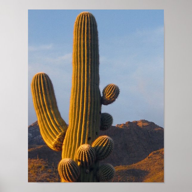 Sunlit Saguaro Cactus Poster (Front)