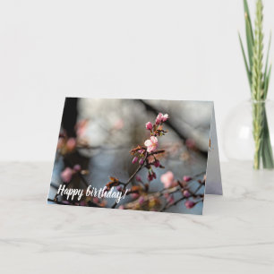 Sunlit Sakura Flowers Against The Cloudy Sky Card