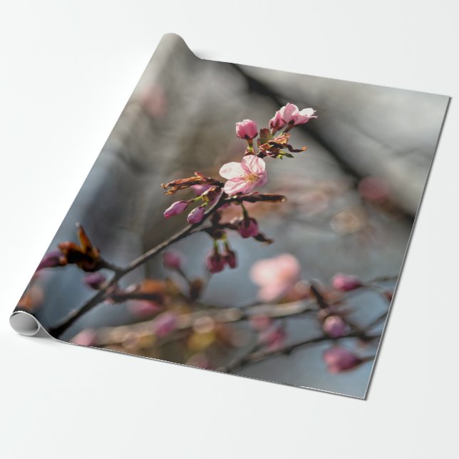 Sunlit Sakura Flowers Against The Cloudy Sky Wrapping Paper (Unrolled)