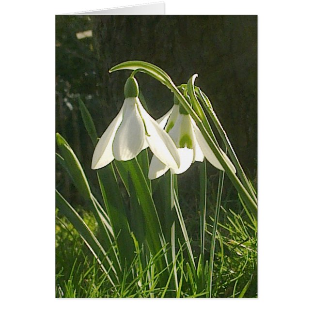 Sunlit Snowdrops Card (Front)