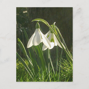 Sunlit Snowdrops Postcard