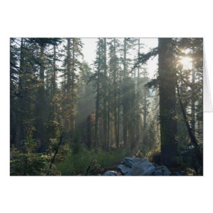 Sunlit Solitude