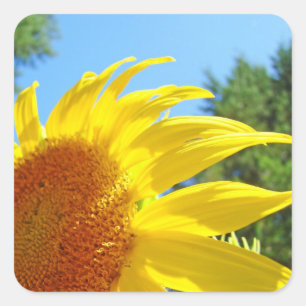 Sunlit Sunflower stickers seals Personalise Summer