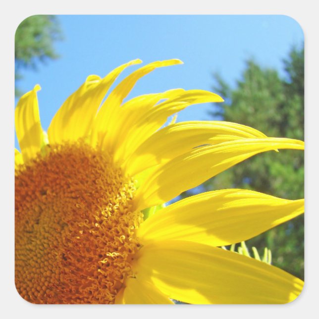 Sunlit Sunflower stickers seals Personalise Summer (Front)