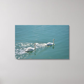 Sunlit Swans Canvas Print