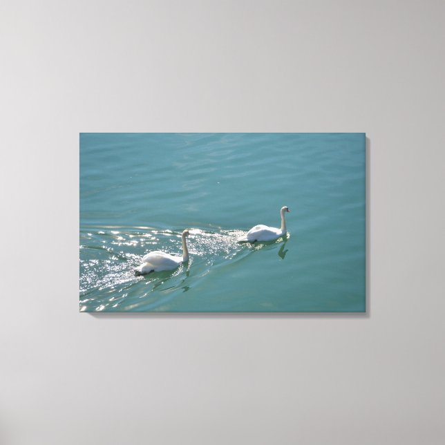 Sunlit Swans Canvas Print (Front)