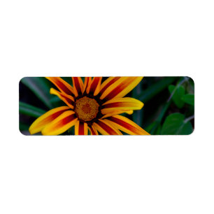 Sunlit Treasure Flower Botanical Photo