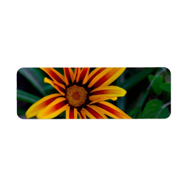 Sunlit Treasure Flower Botanical Photo (Front)