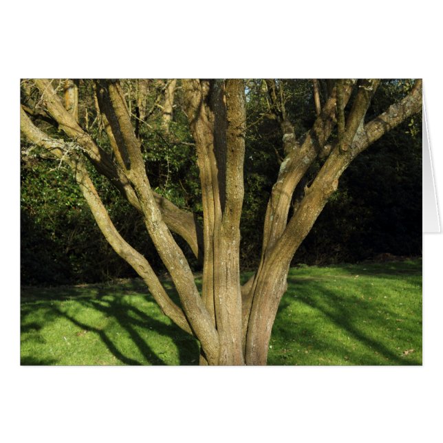 Sunlit Tree (Front Horizontal)