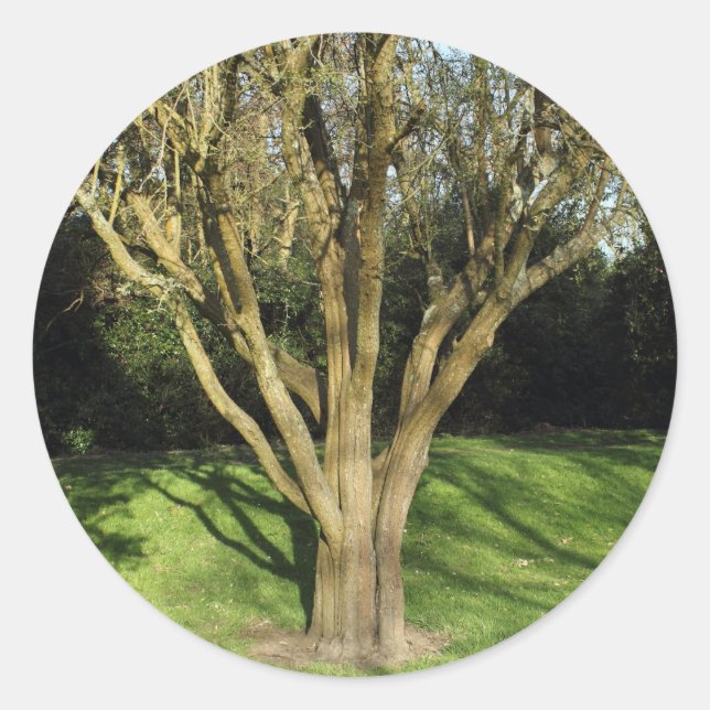 Sunlit Tree Classic Round Sticker (Front)