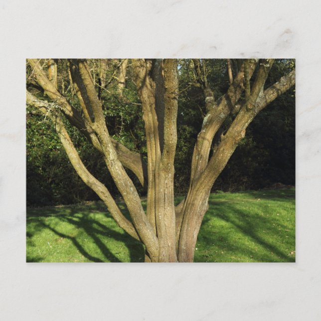 Sunlit Tree Postcard (Front)