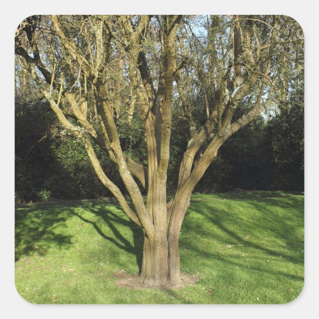 Sunlit Tree Square Sticker (Front)