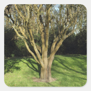 Sunlit Tree Square Sticker