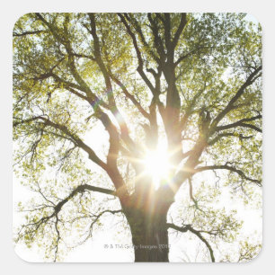 Sunlit Tree Square Sticker