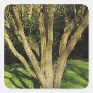 Sunlit Tree Square Sticker
